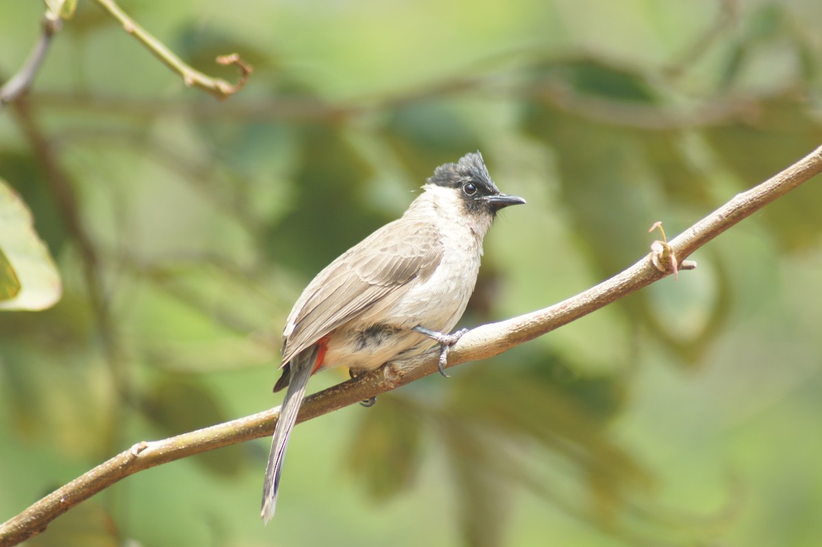Red-vented Bulbul - ML619475739
