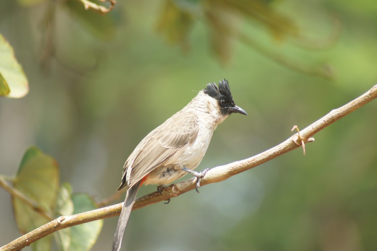 Red-vented Bulbul - ML619475740