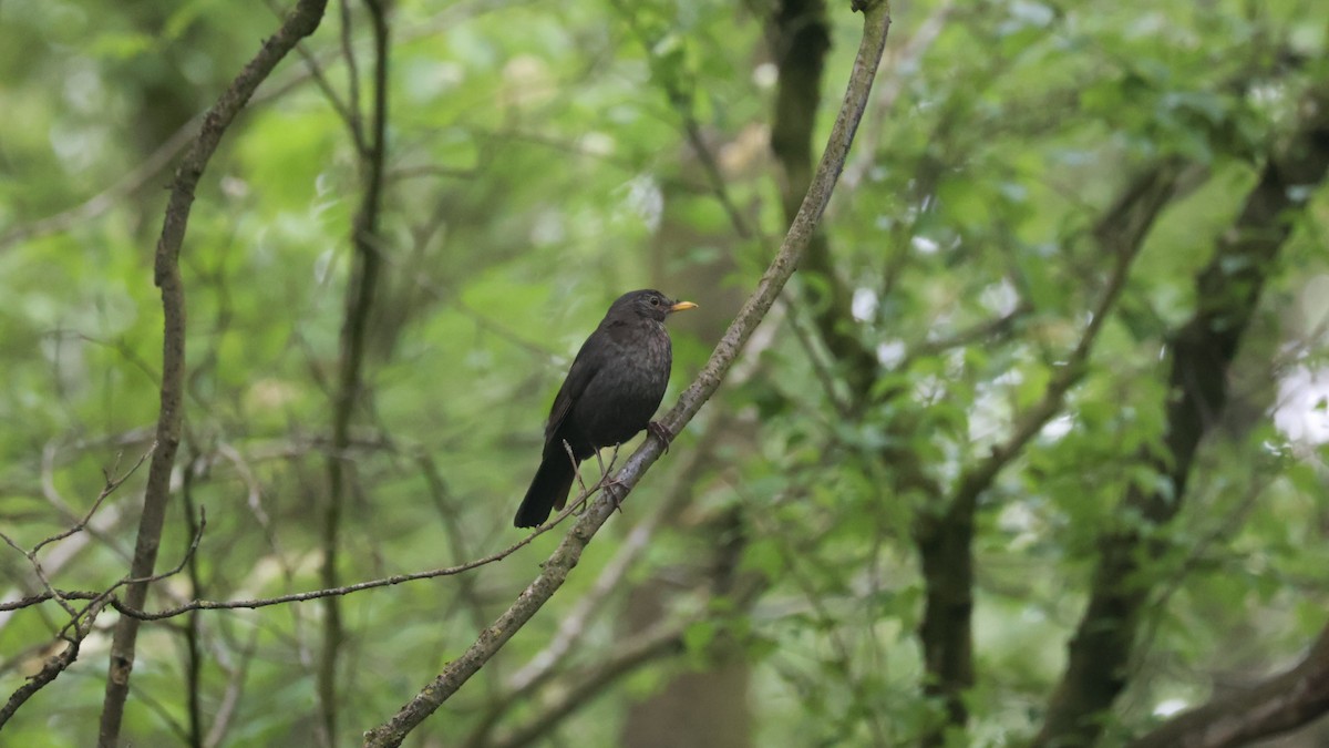 Eurasian Blackbird - ML619475748