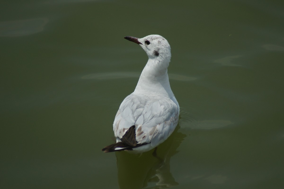 Mouette rieuse - ML619475765