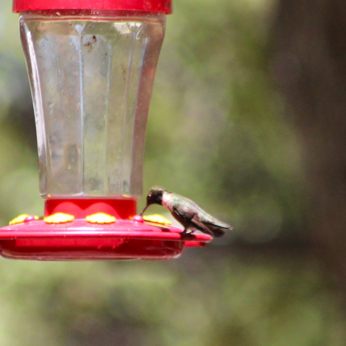 Black-chinned Hummingbird - ML619475776