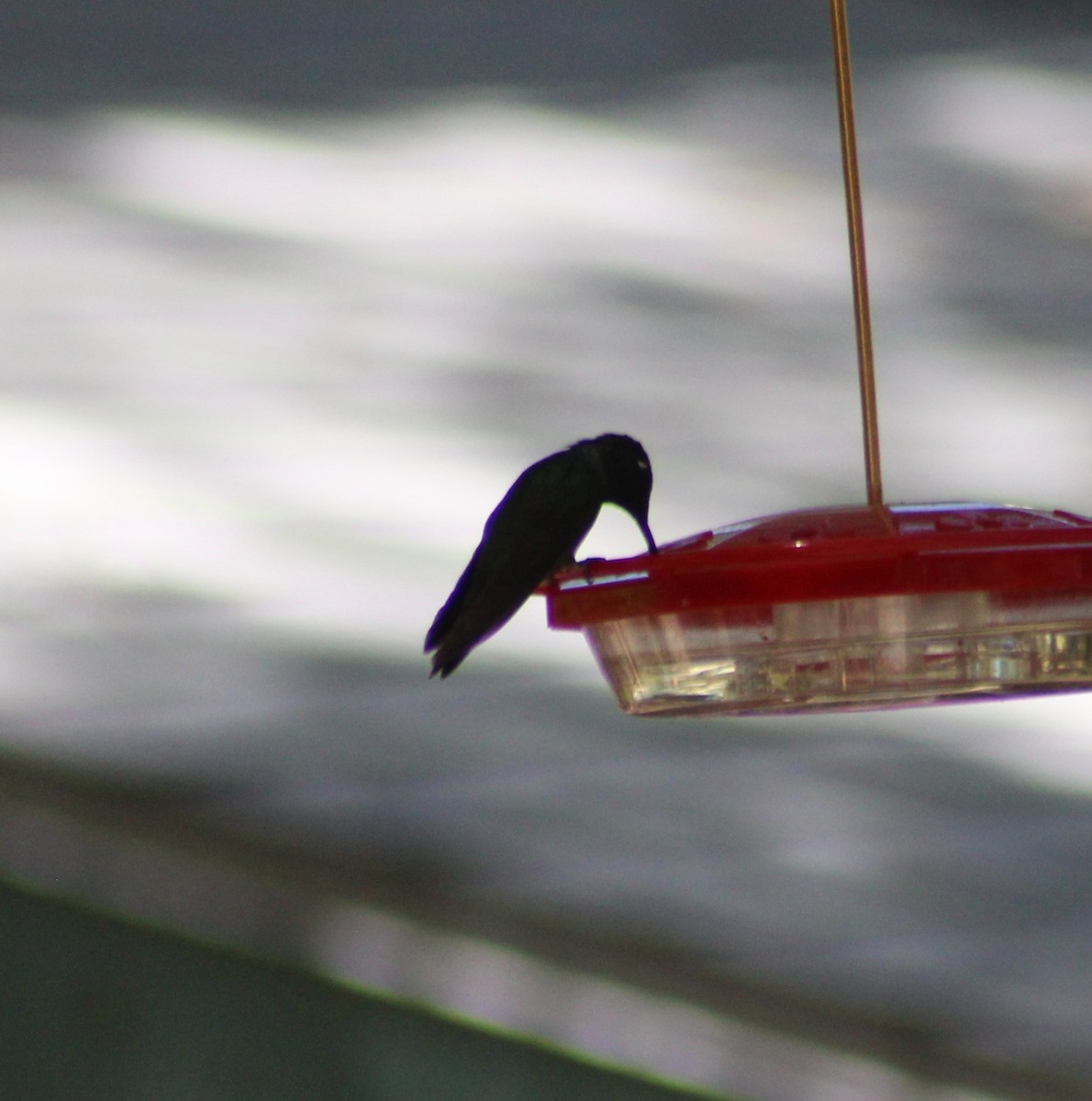 Rivoli's Hummingbird - ML619475784