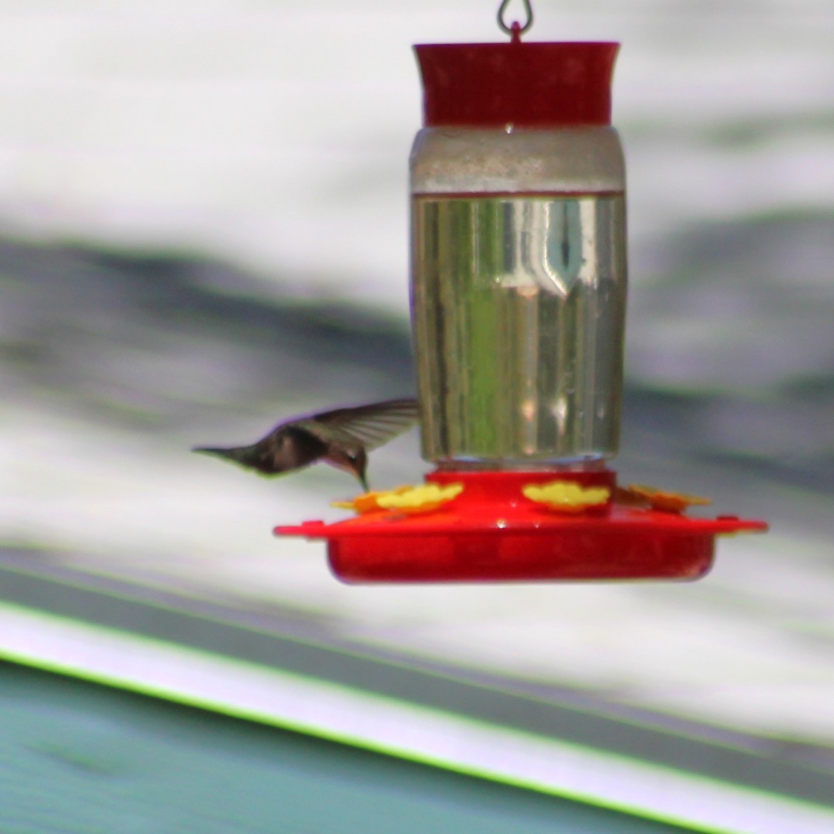 hummingbird sp. - ML619475789