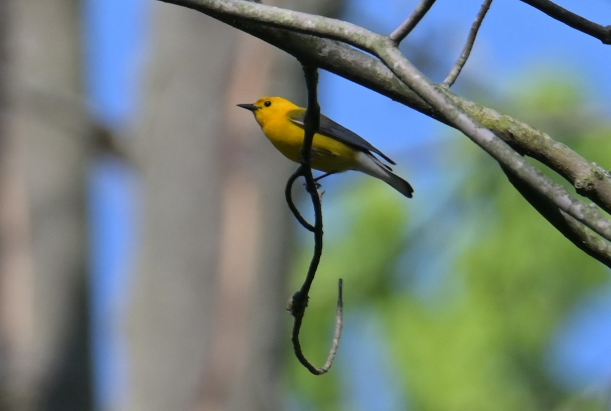 Prothonotary Warbler - ML619475791