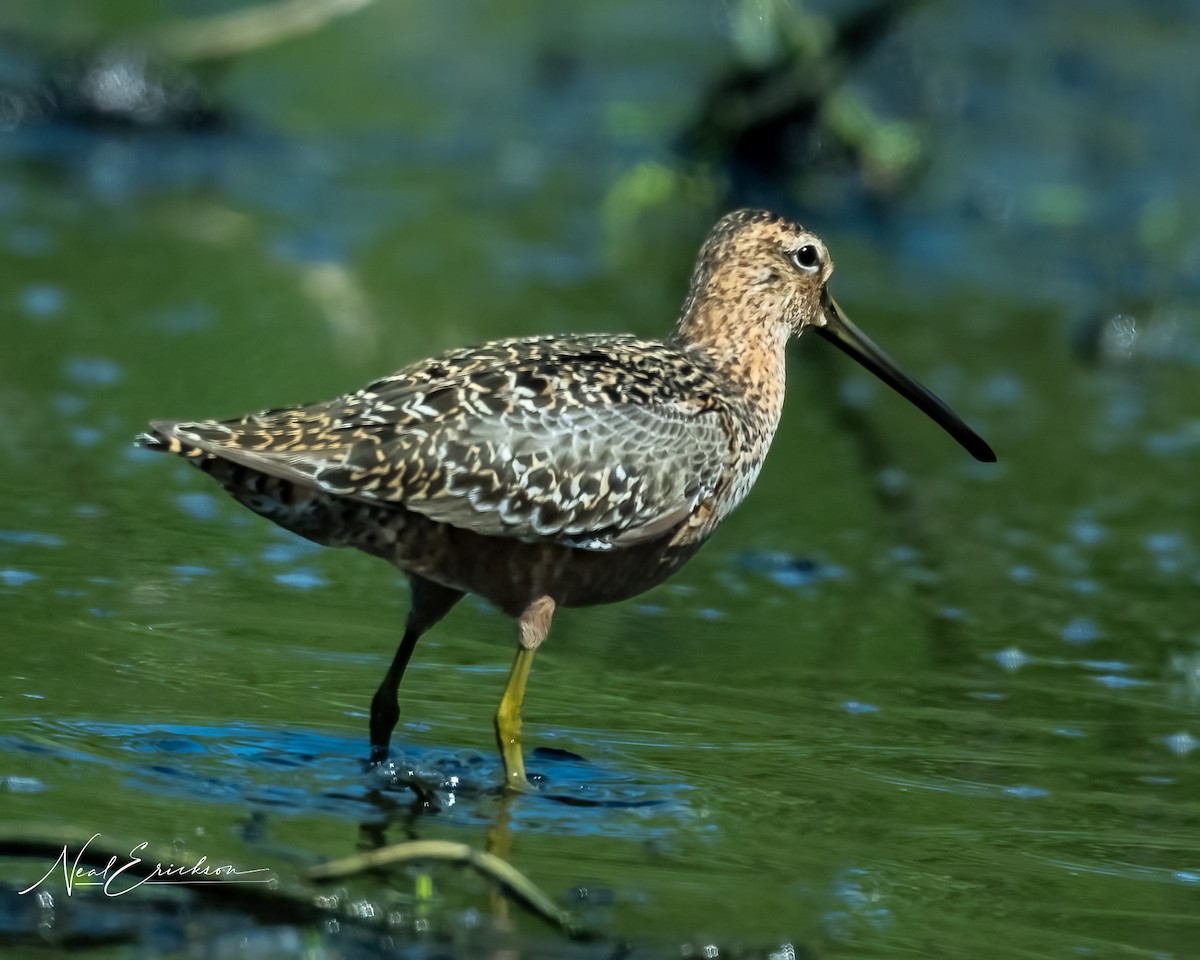 Long-billed Dowitcher - ML619475796