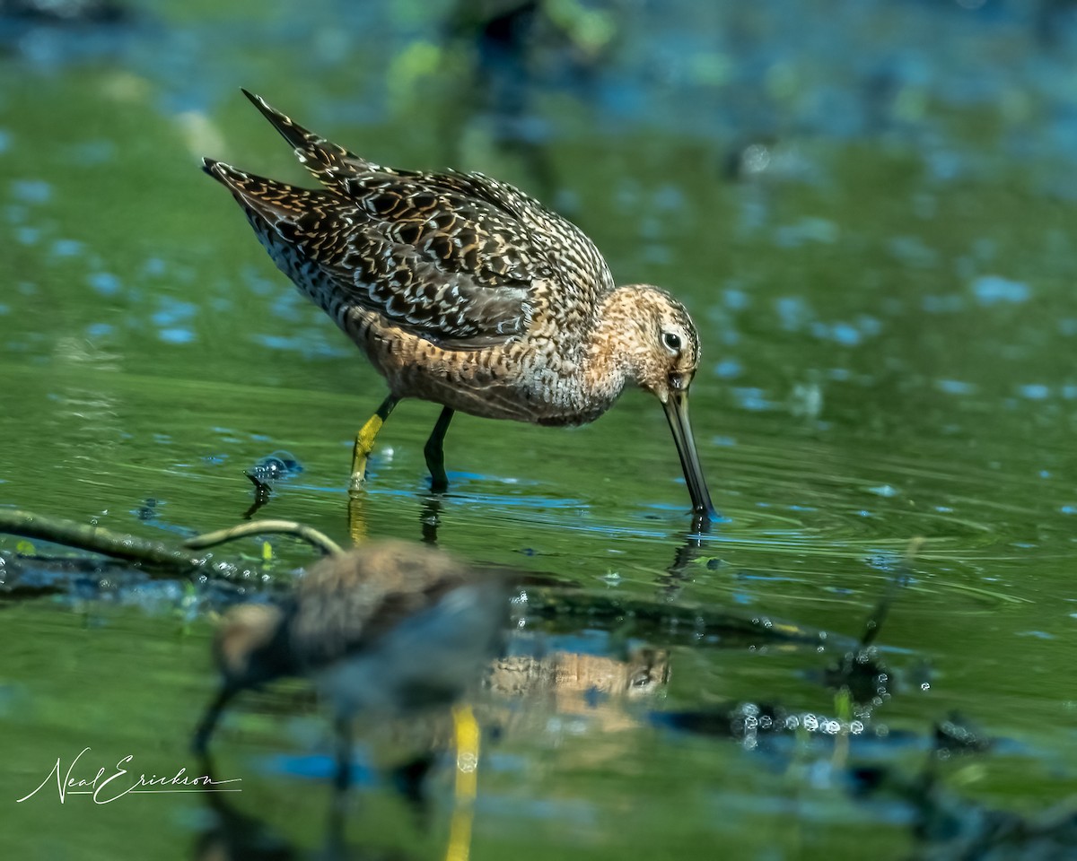 Long-billed Dowitcher - ML619475797