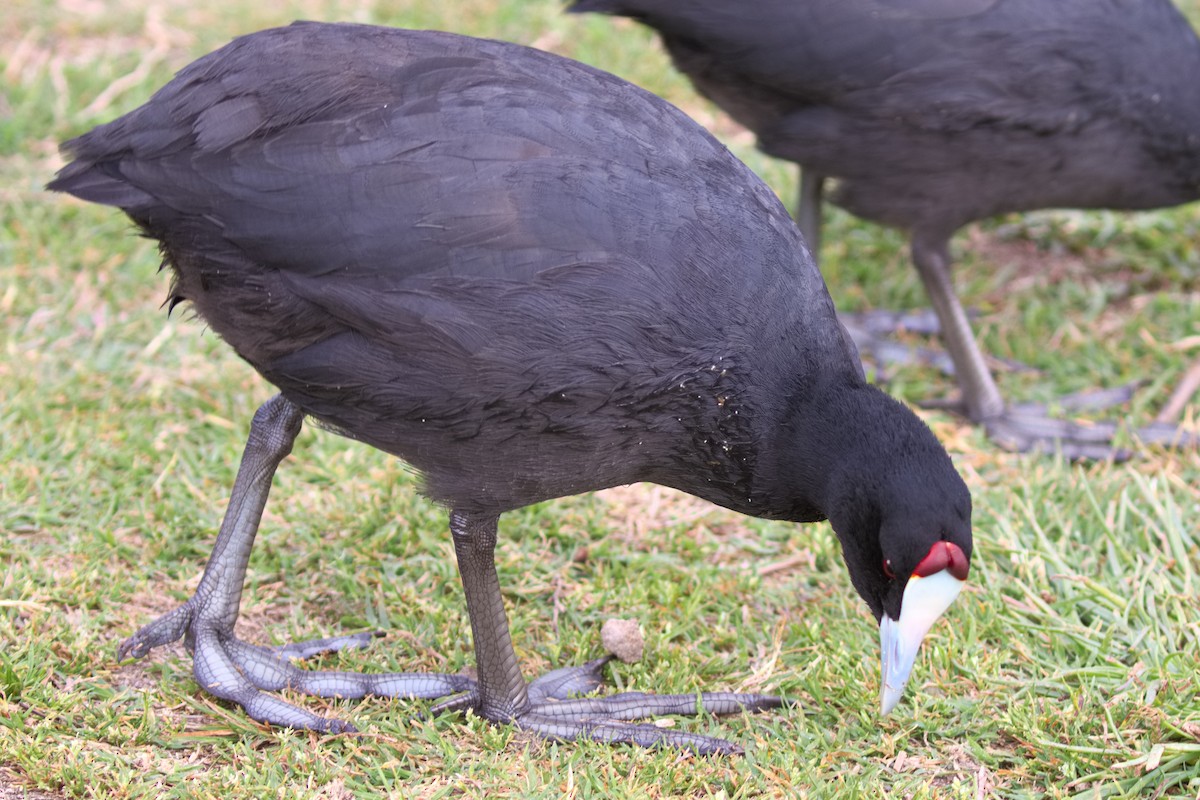 Red-knobbed Coot - ML619475808