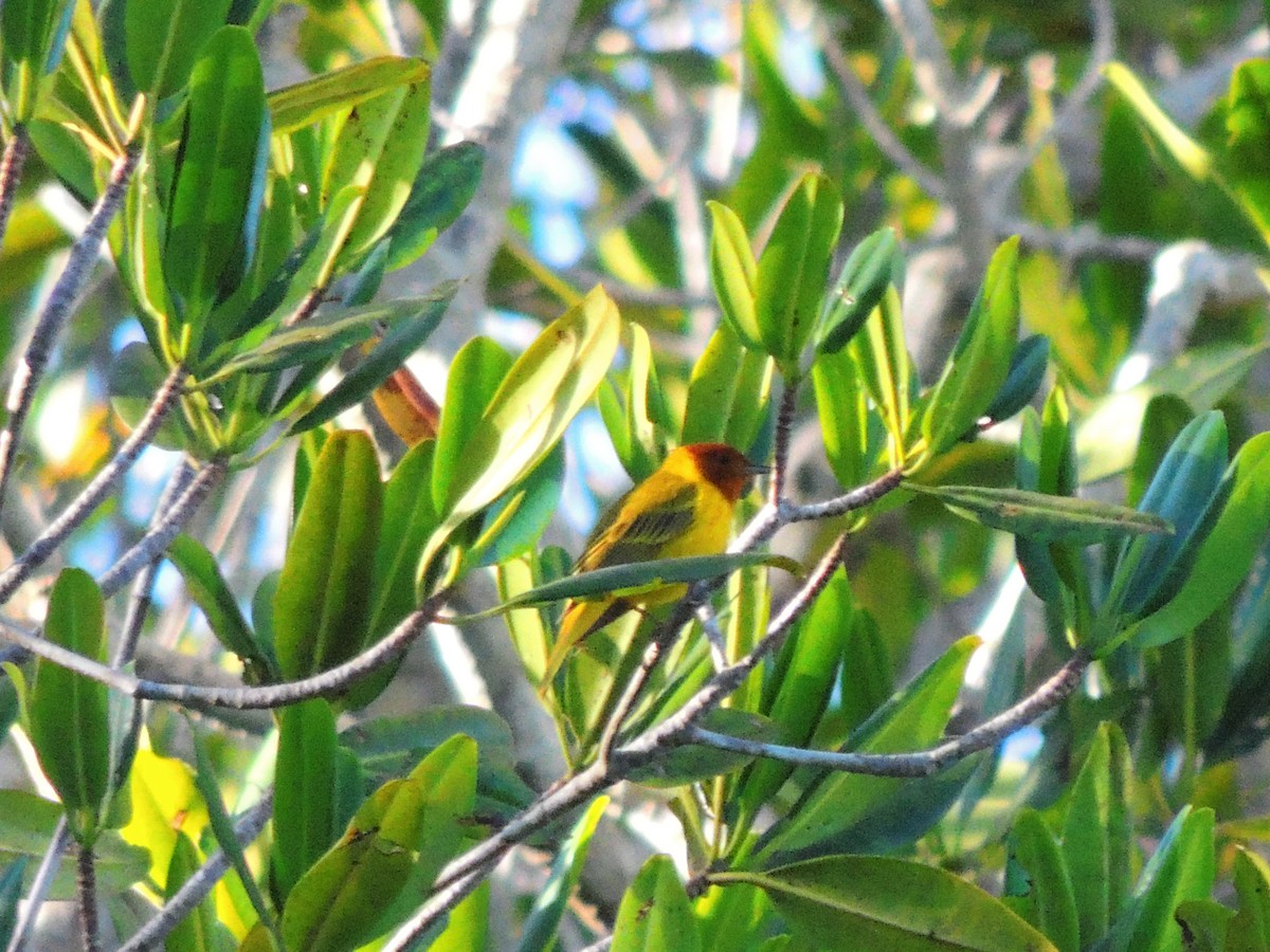 Yellow Warbler (Mangrove) - ML619475813