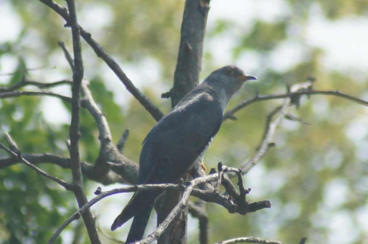 Common Cuckoo - ML619475815