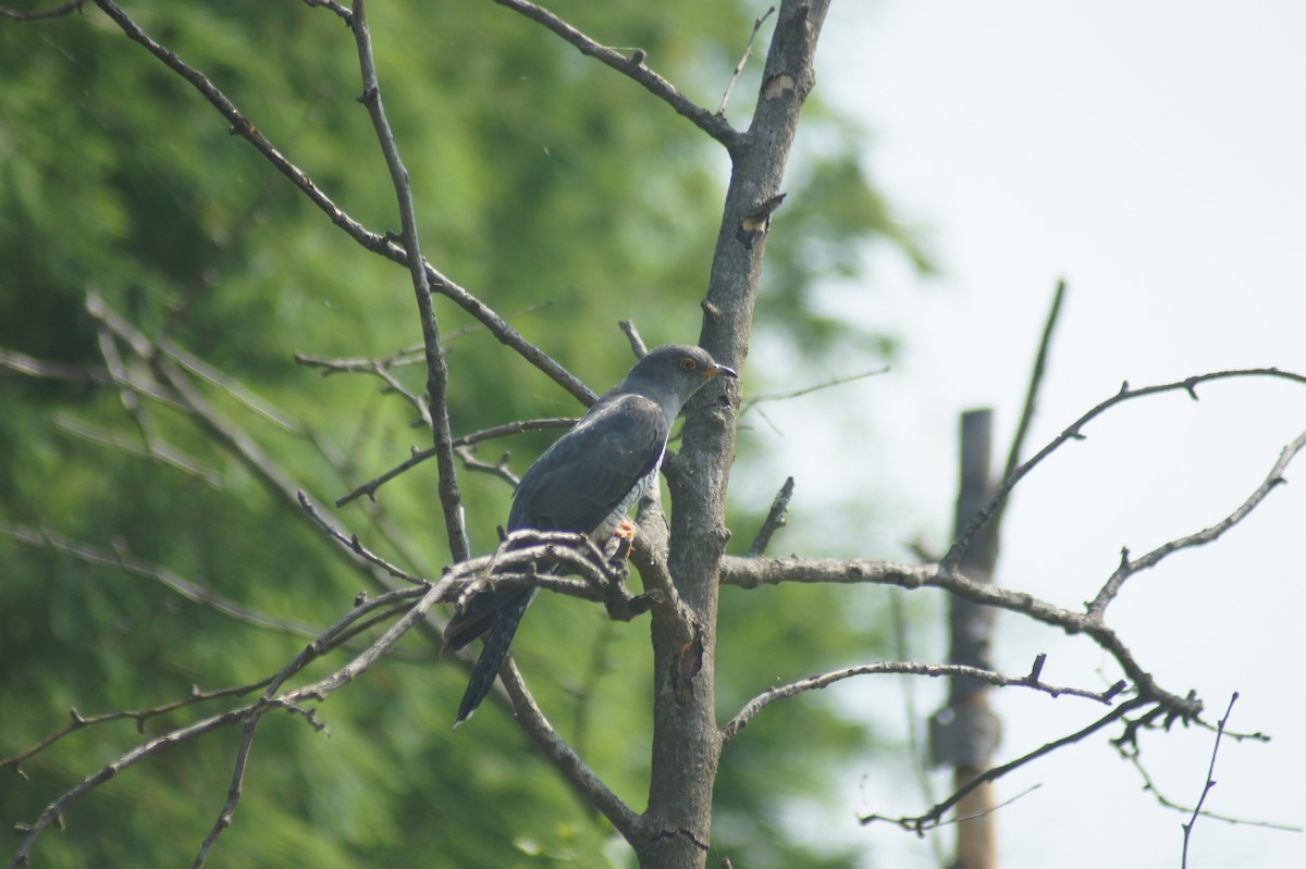 Common Cuckoo - ML619475816