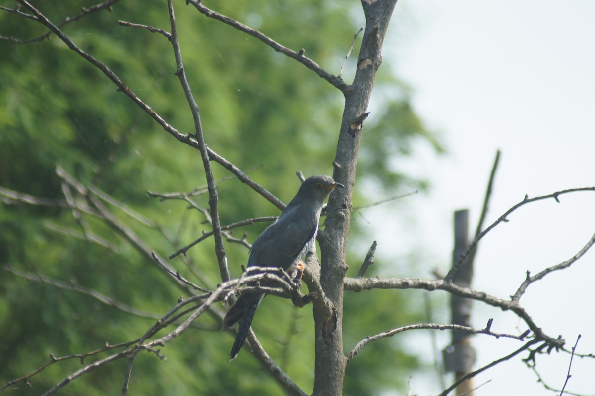 Common Cuckoo - ML619475817
