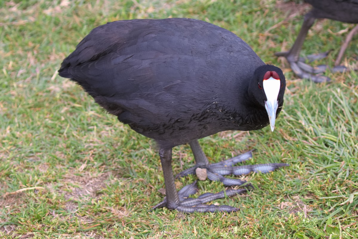 Red-knobbed Coot - ML619475827