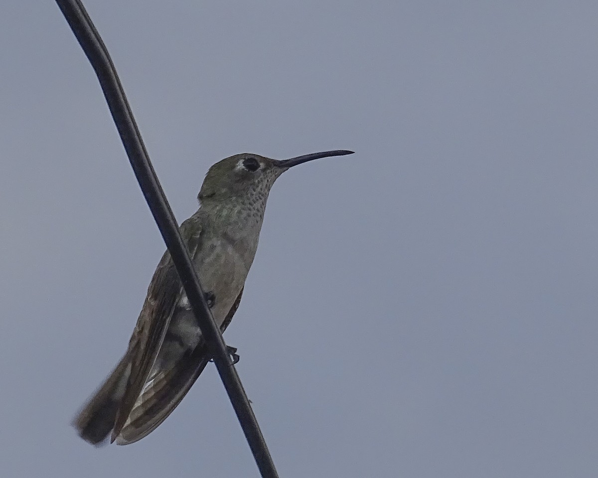 Spot-throated Hummingbird - ML619475837