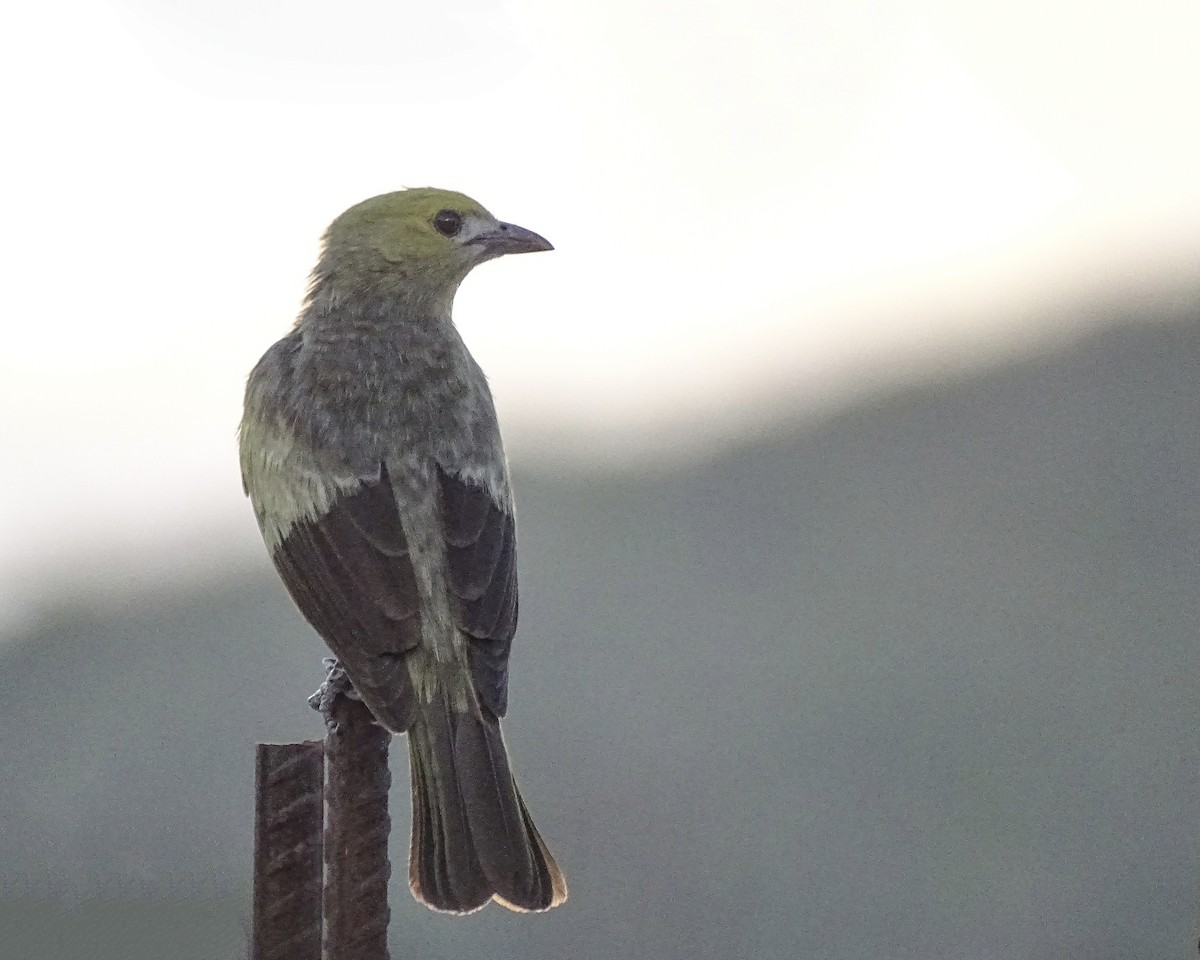 Palm Tanager - ML619475840