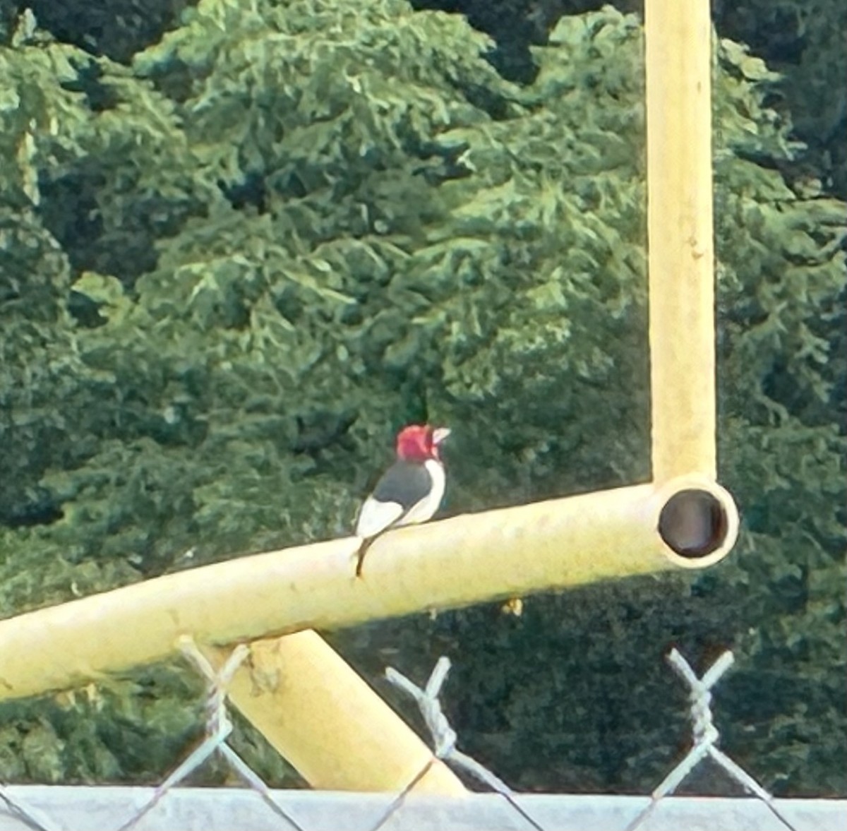 Red-headed Woodpecker - ML619475851