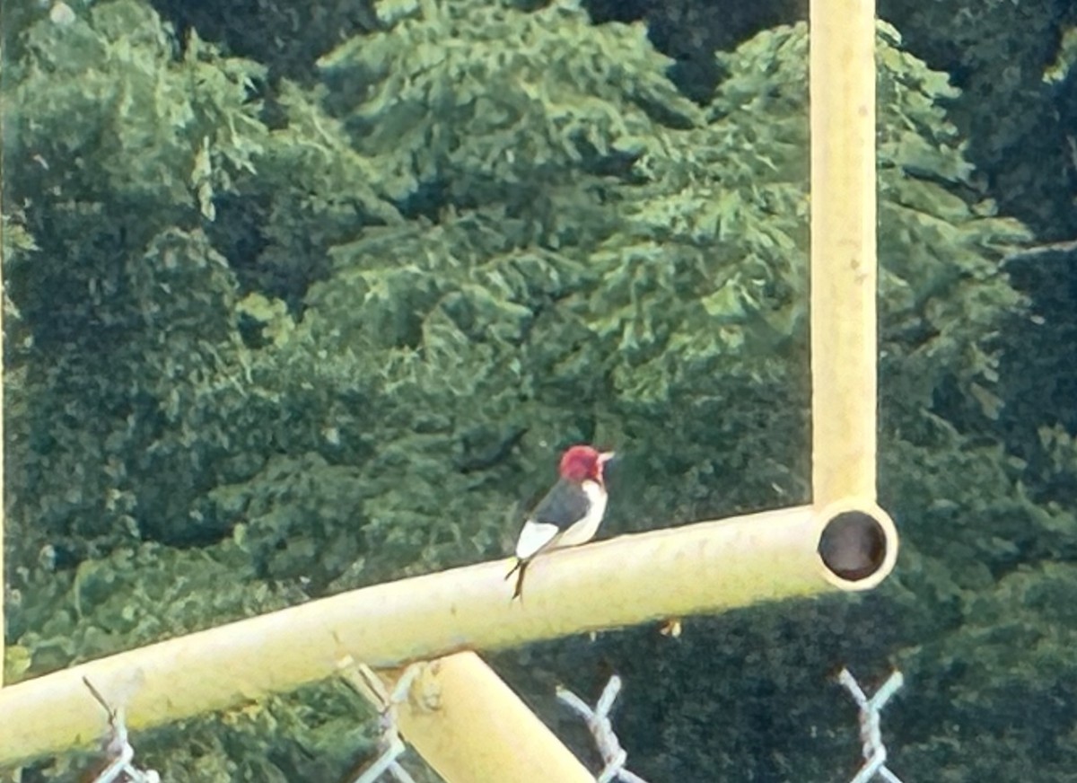 Red-headed Woodpecker - ML619475852