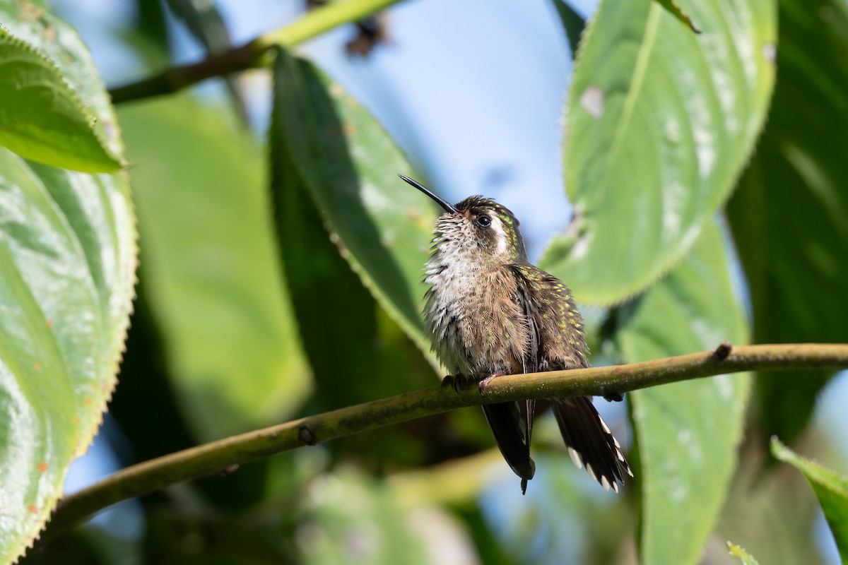 Speckled Hummingbird - ML619475869