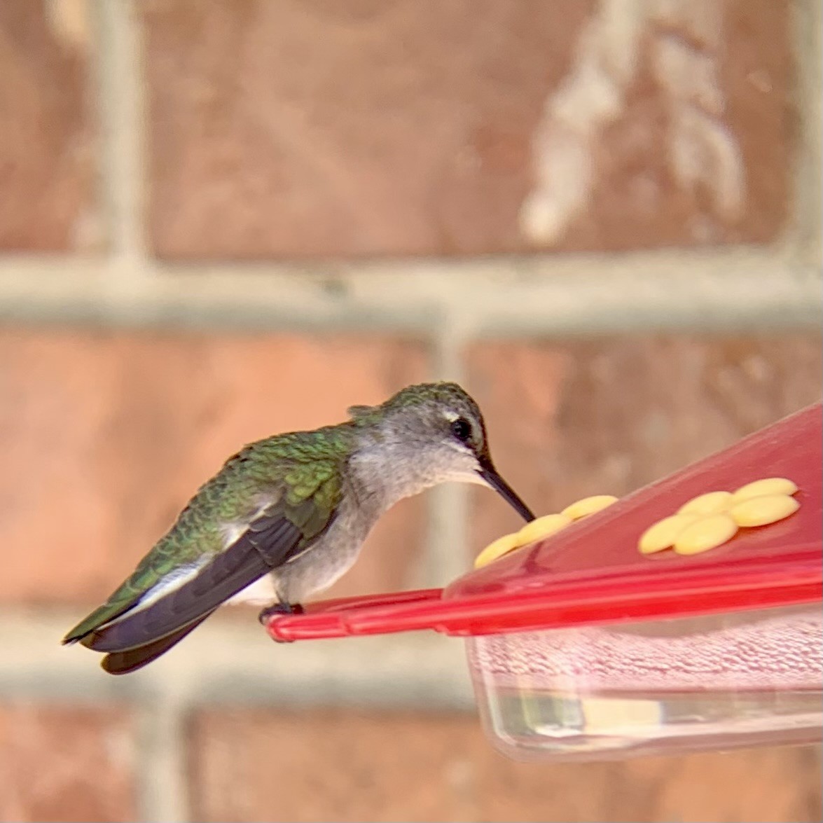 Black-chinned Hummingbird - ML619475873