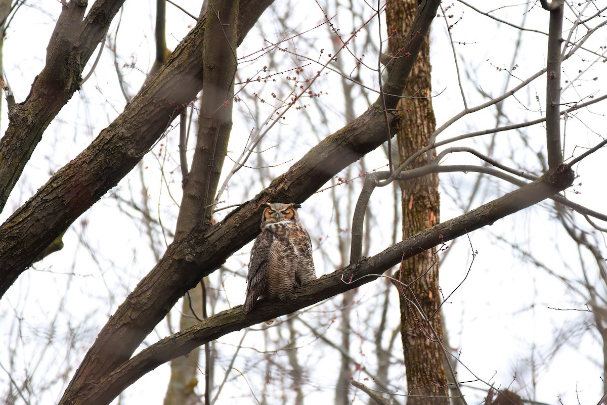 Great Horned Owl - ML619475900