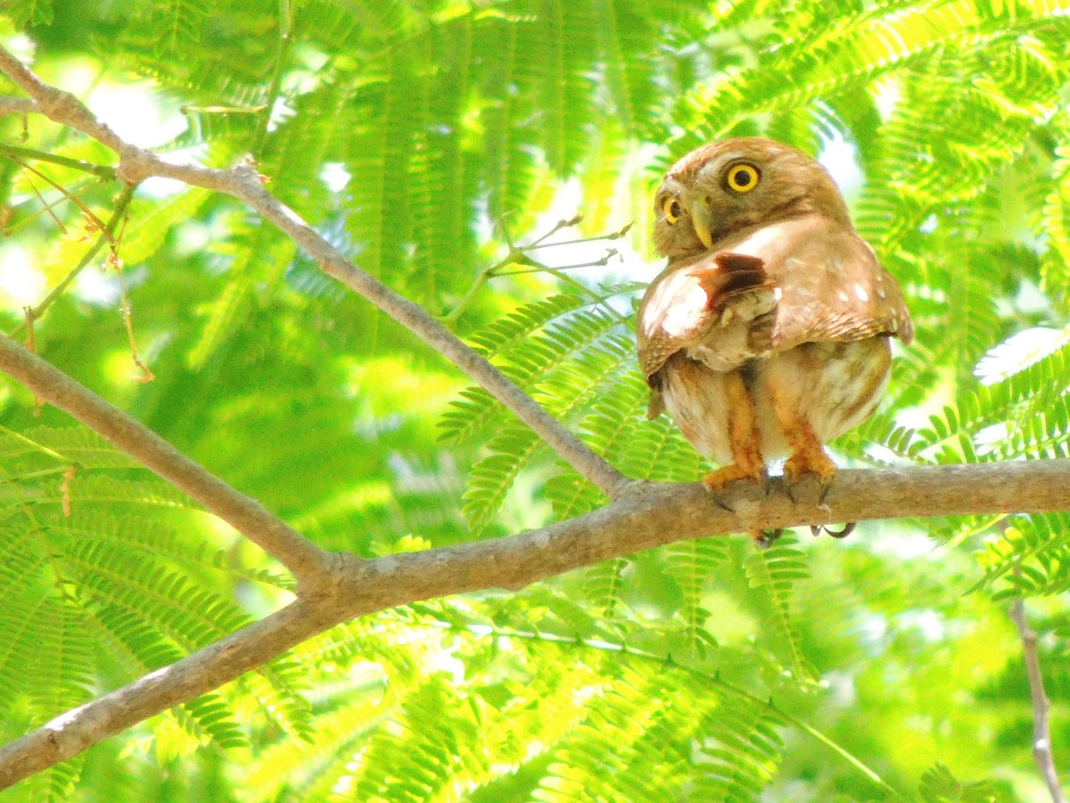 Ferruginous Pygmy-Owl - ML619475926