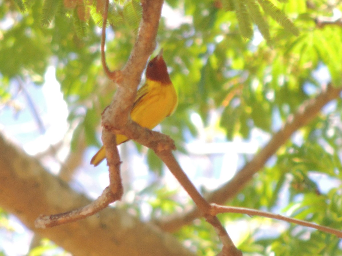 Yellow Warbler (Mangrove) - ML619475937