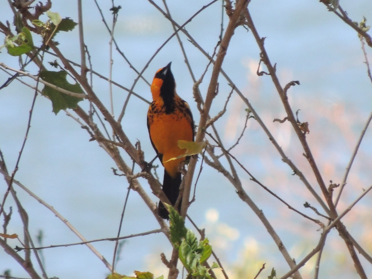 Spot-breasted Oriole - ML619475942
