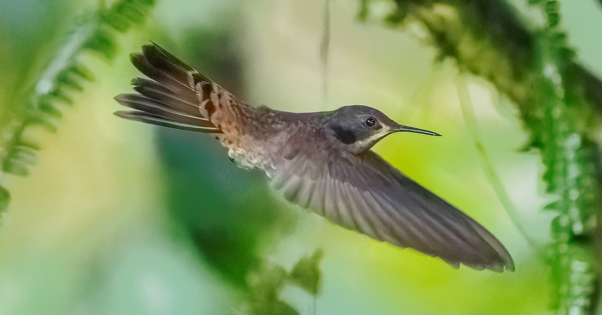 kolibřík fialovouchý - ML619475953