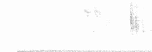 Lavandera Blanca - ML619475956