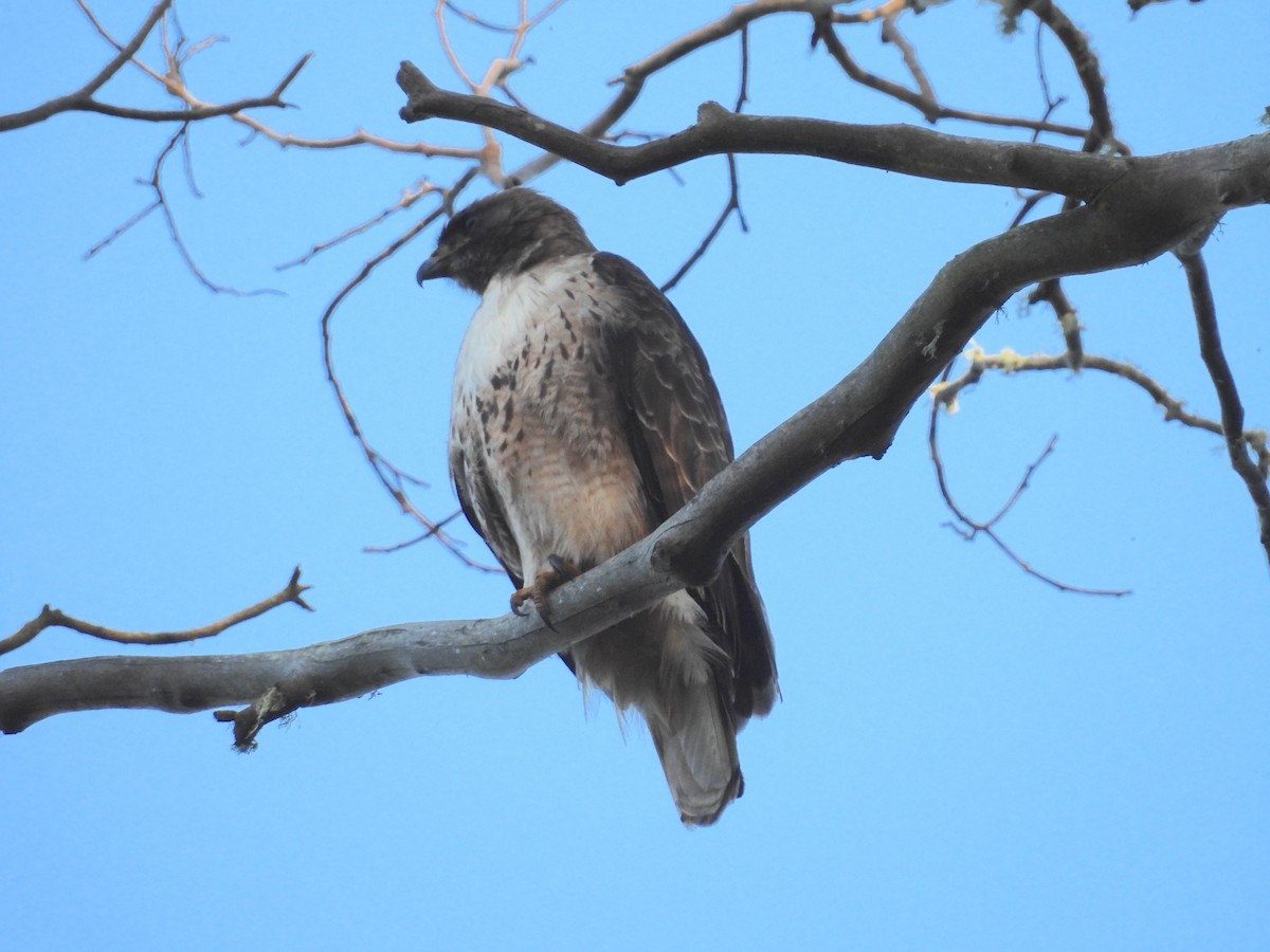 Red-tailed Hawk - ML619475957