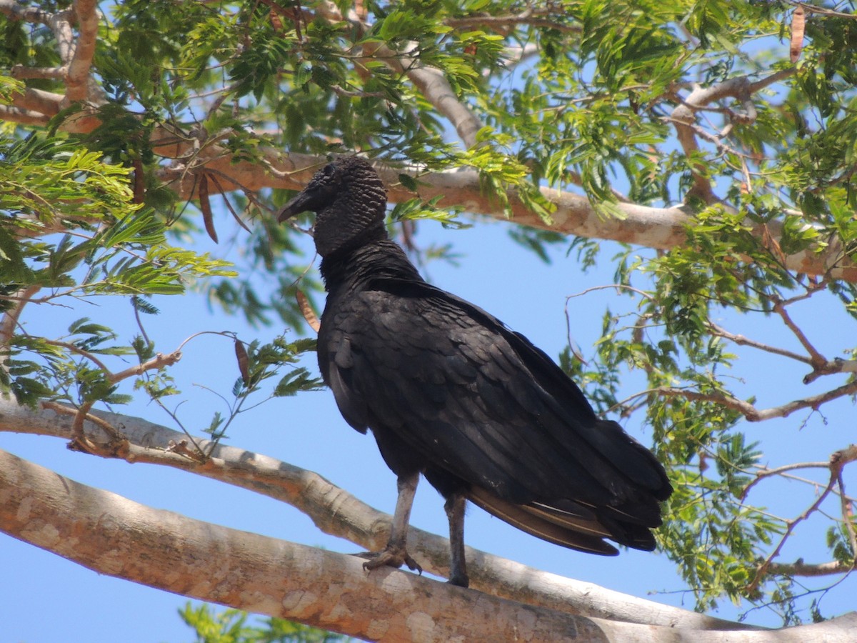 Black Vulture - ML619475958