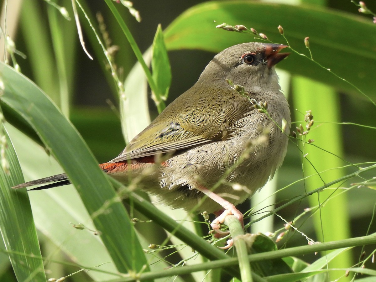 Red-browed Firetail - ML619475997