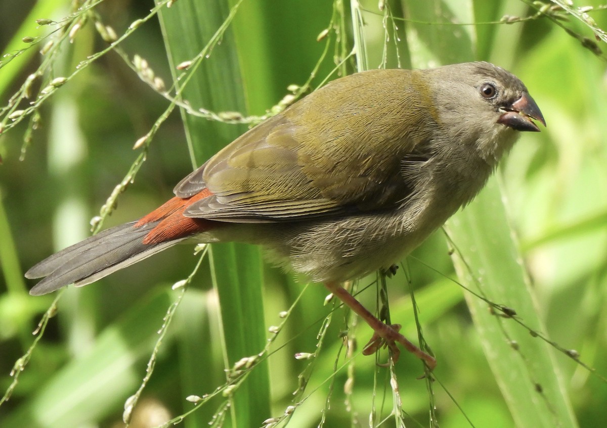 Red-browed Firetail - ML619475999