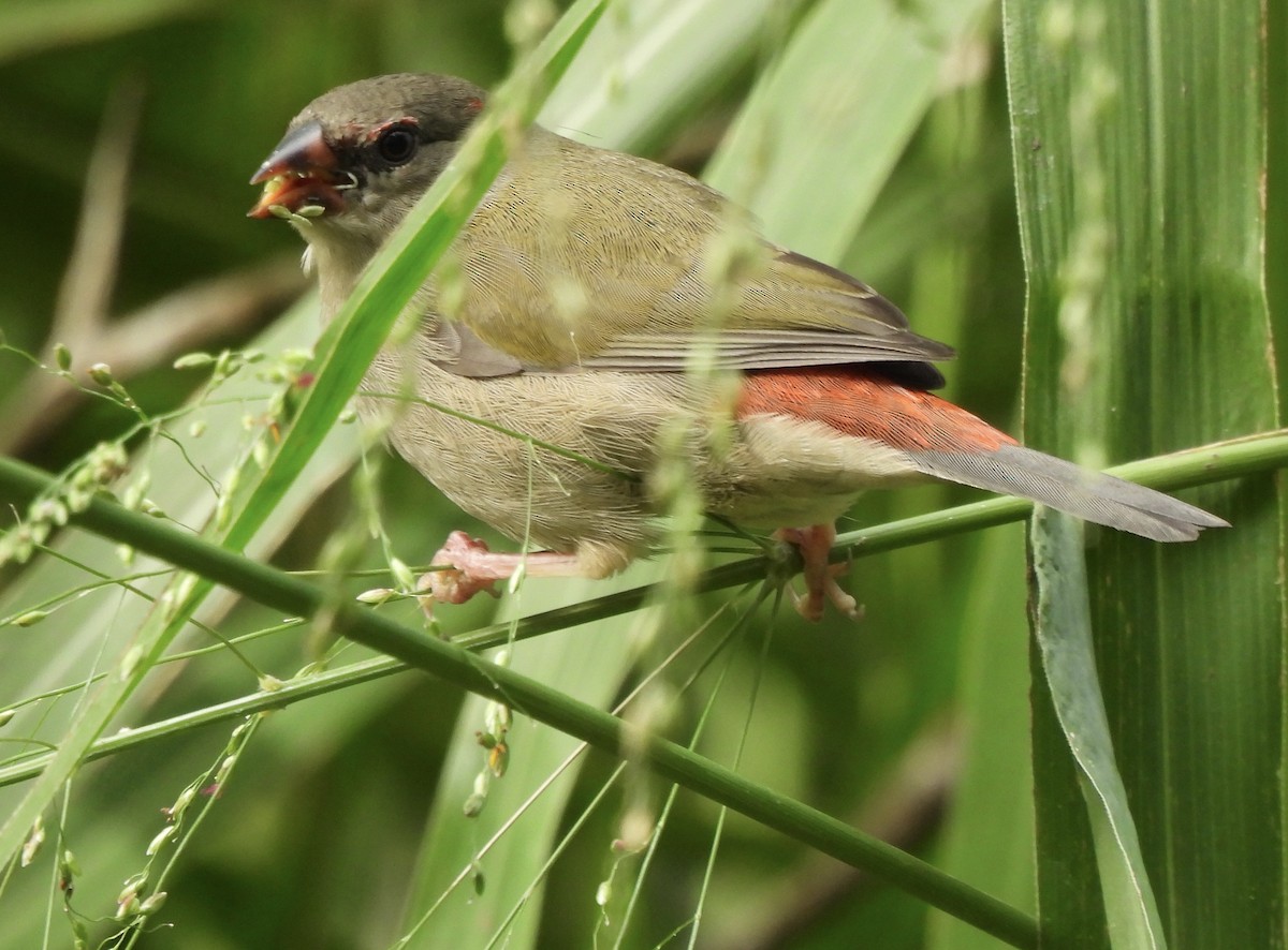 Red-browed Firetail - ML619476013