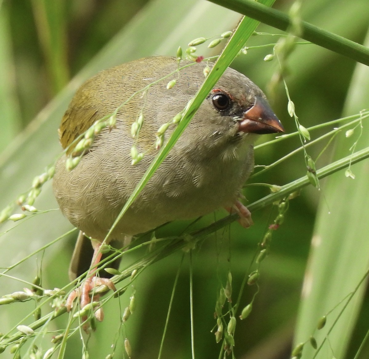 Red-browed Firetail - ML619476014
