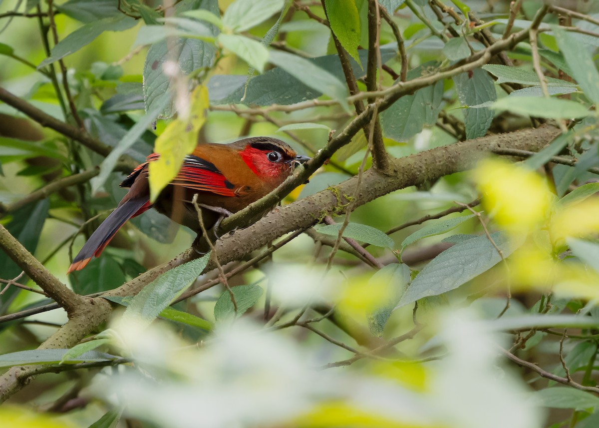 Red-faced Liocichla - ML619476015