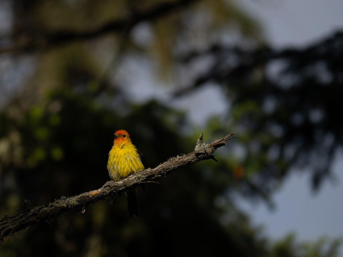 Western Tanager - ML619476038