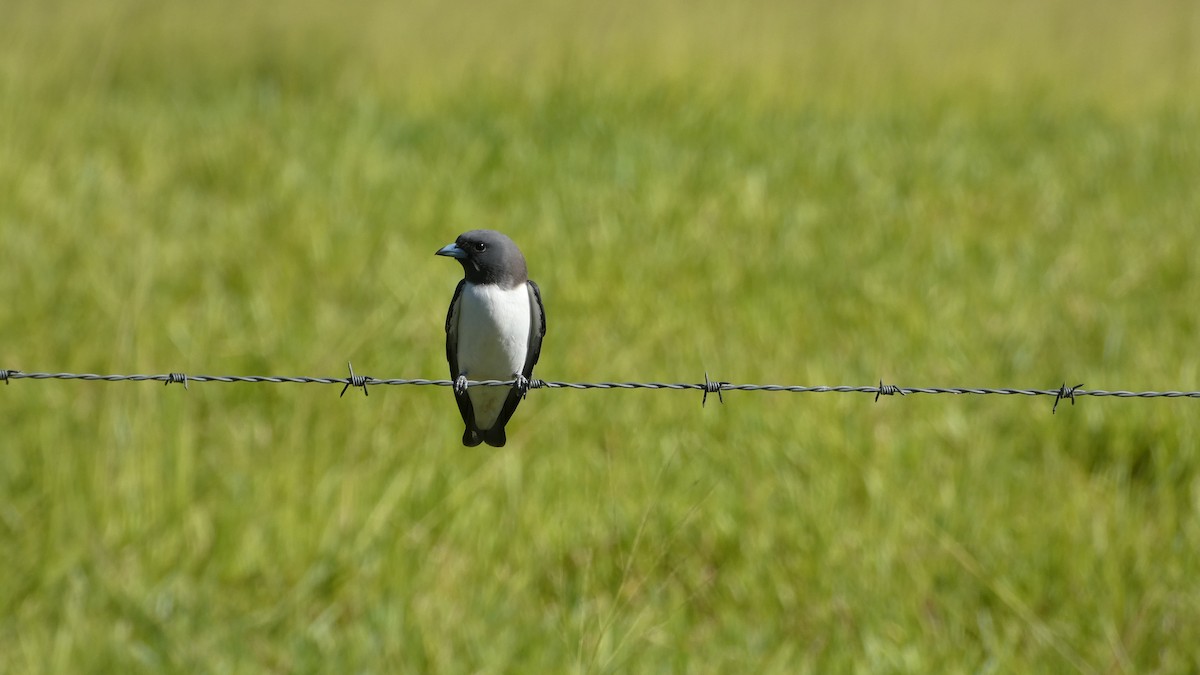 White-breasted Woodswallow - ML619476062