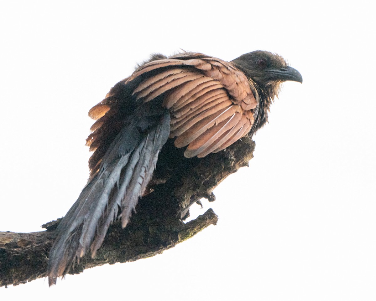 Greater Coucal - ML619476079