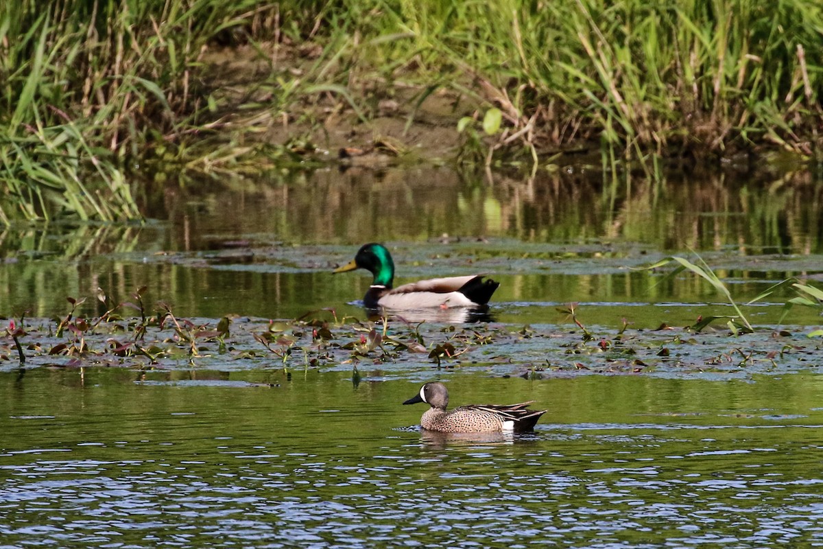 Blue-winged Teal - ML619476087