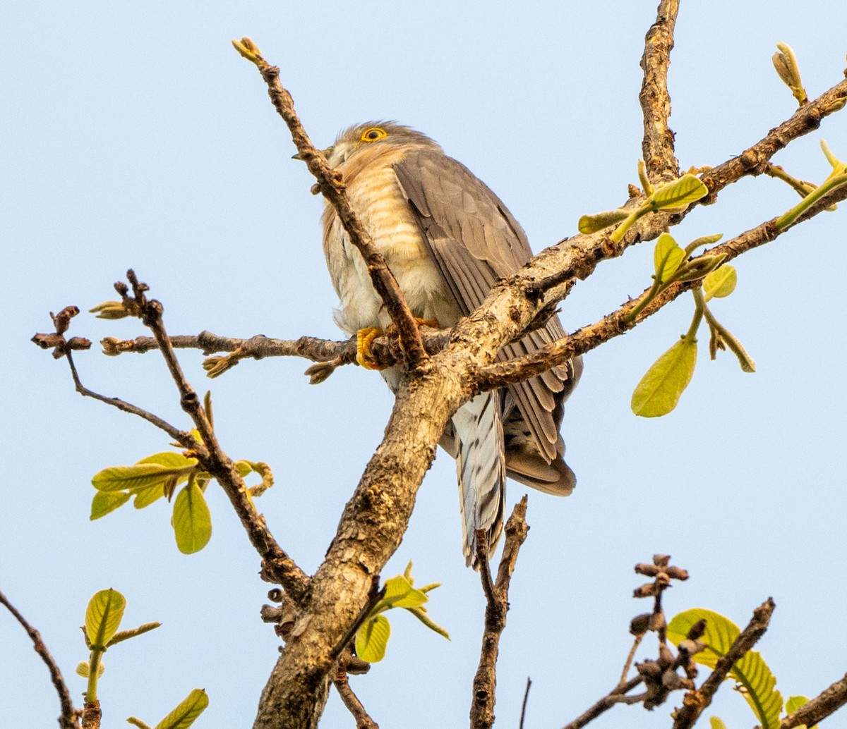 Common Hawk-Cuckoo - ML619476118