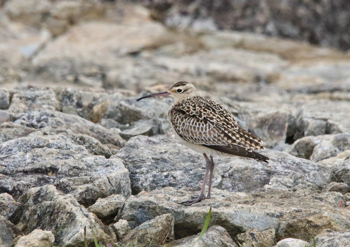 Little Curlew - ML619476166