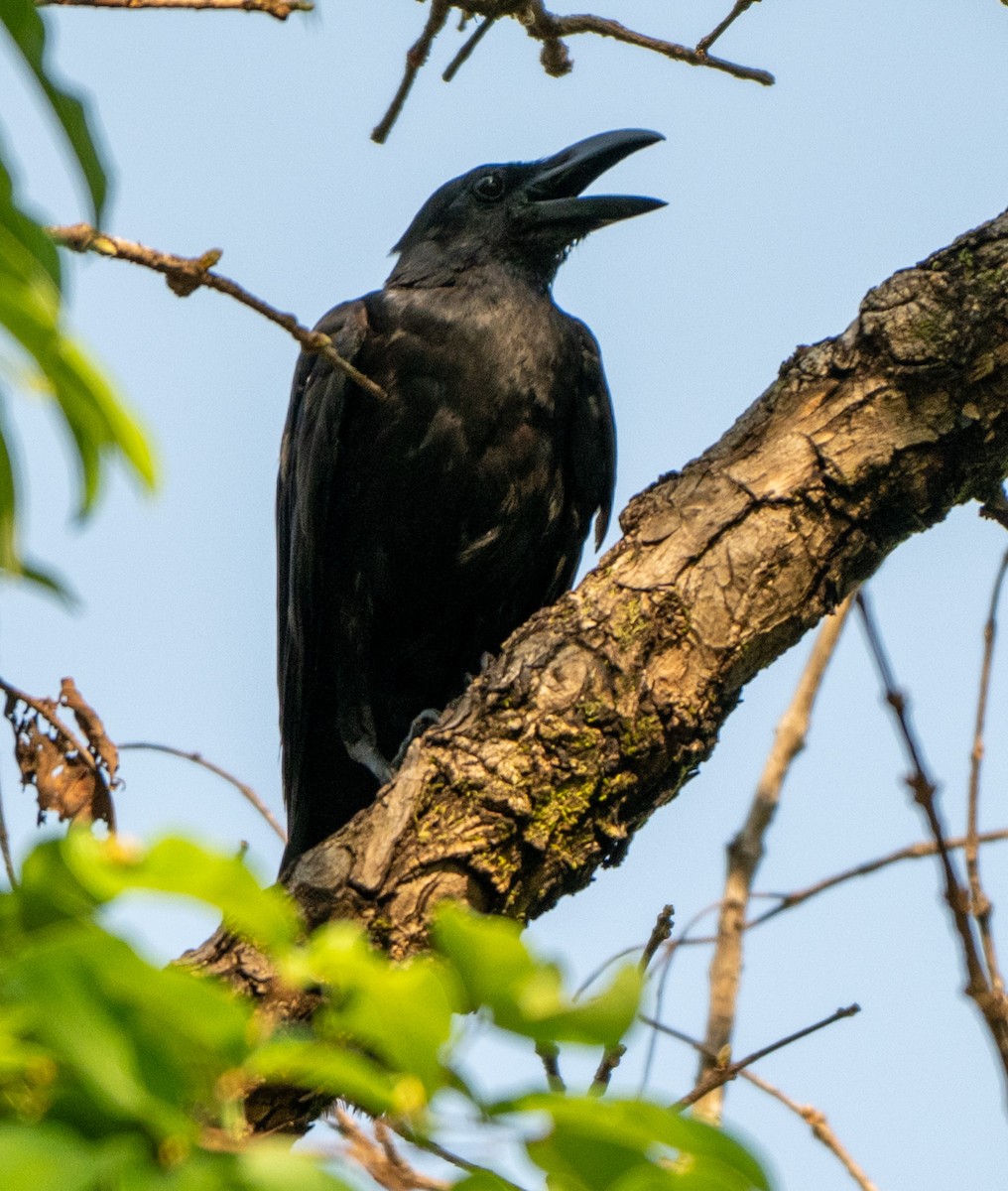 Large-billed Crow (Indian Jungle) - ML619476174