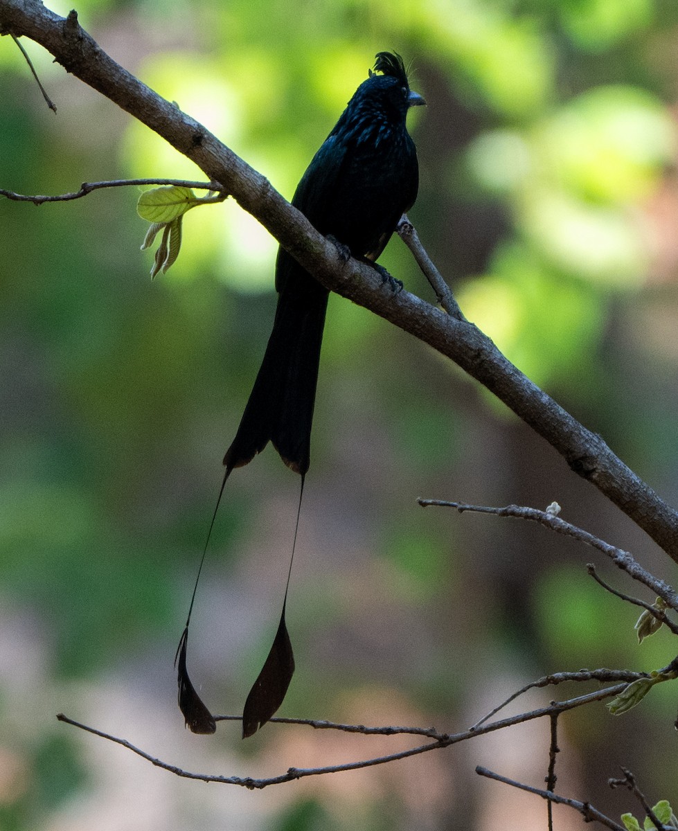 Greater Racket-tailed Drongo - ML619476214