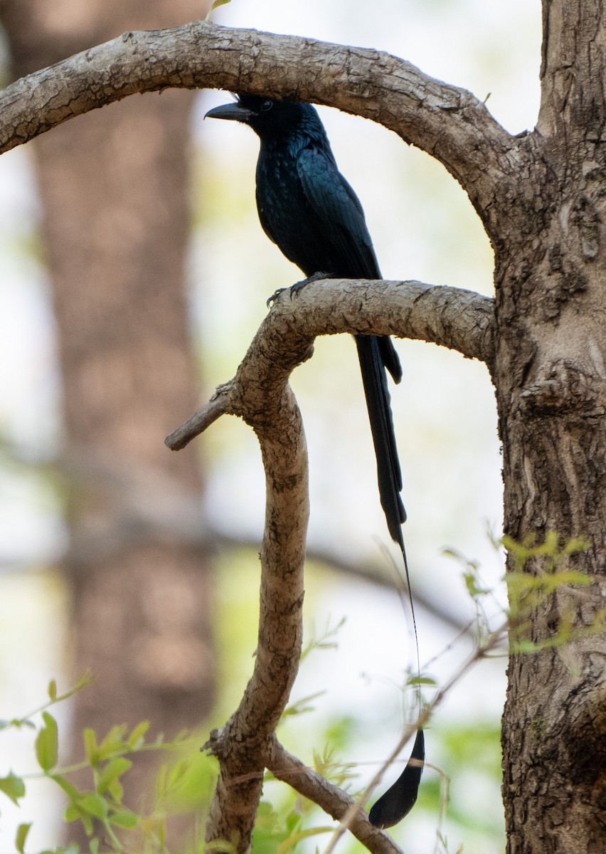 Greater Racket-tailed Drongo - ML619476215