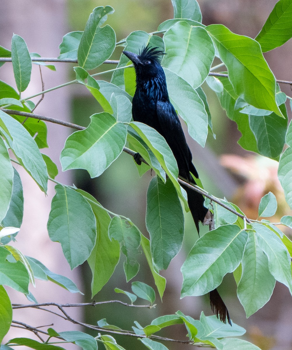 Greater Racket-tailed Drongo - ML619476216