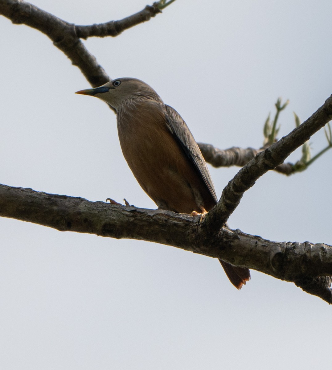 Chestnut-tailed Starling - ML619476241