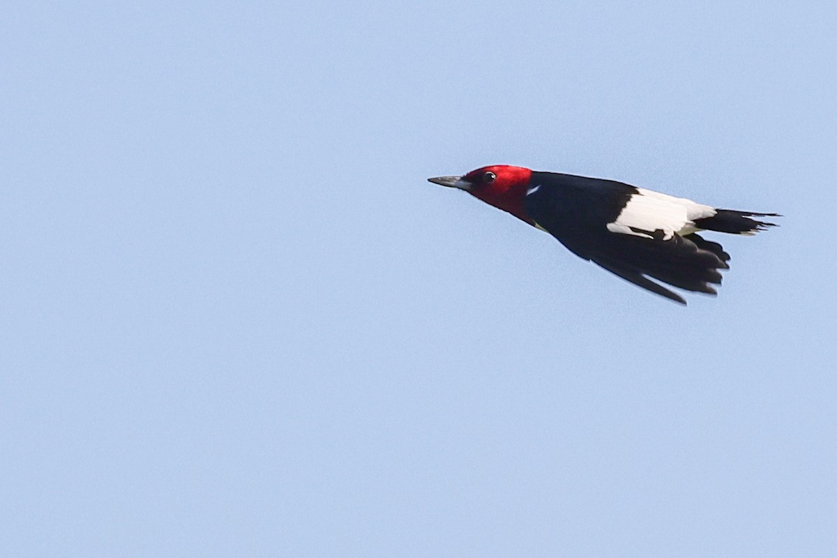 Red-headed Woodpecker - ML619476246