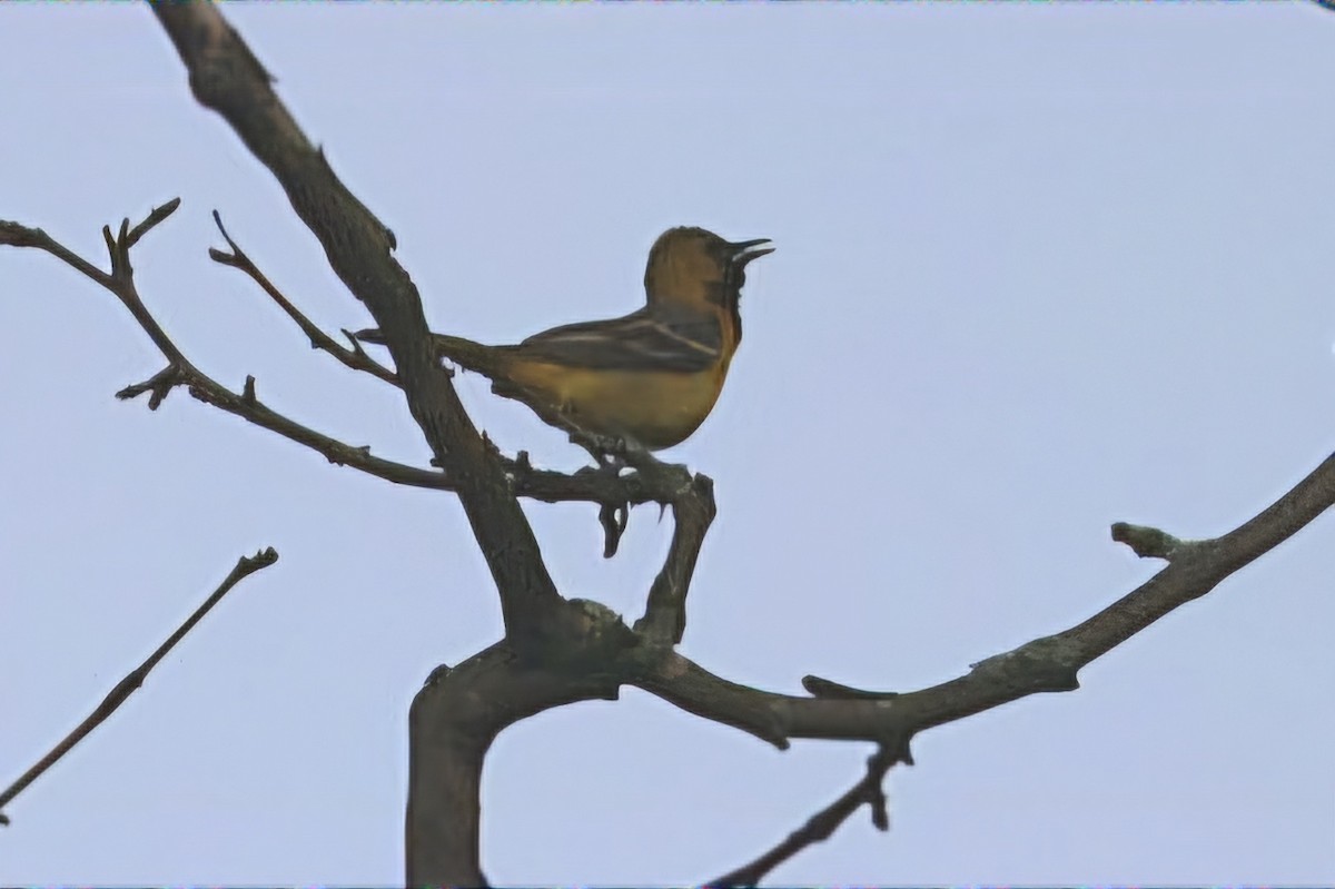 Orchard Oriole - ML619476283
