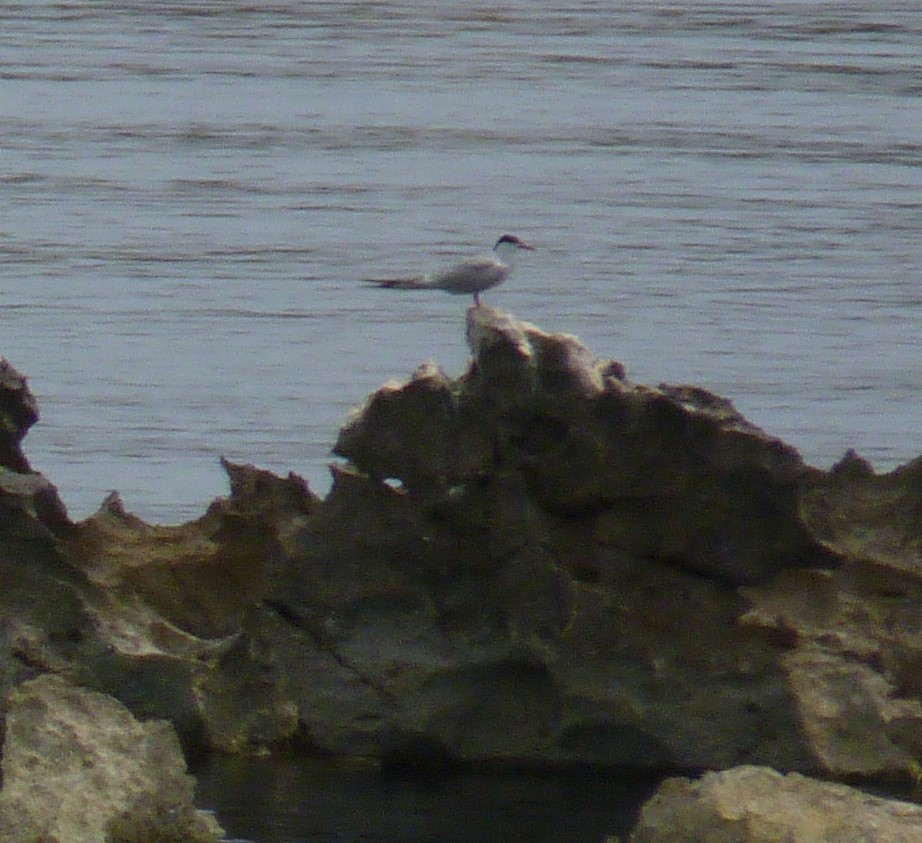 Common Tern - ML619476352