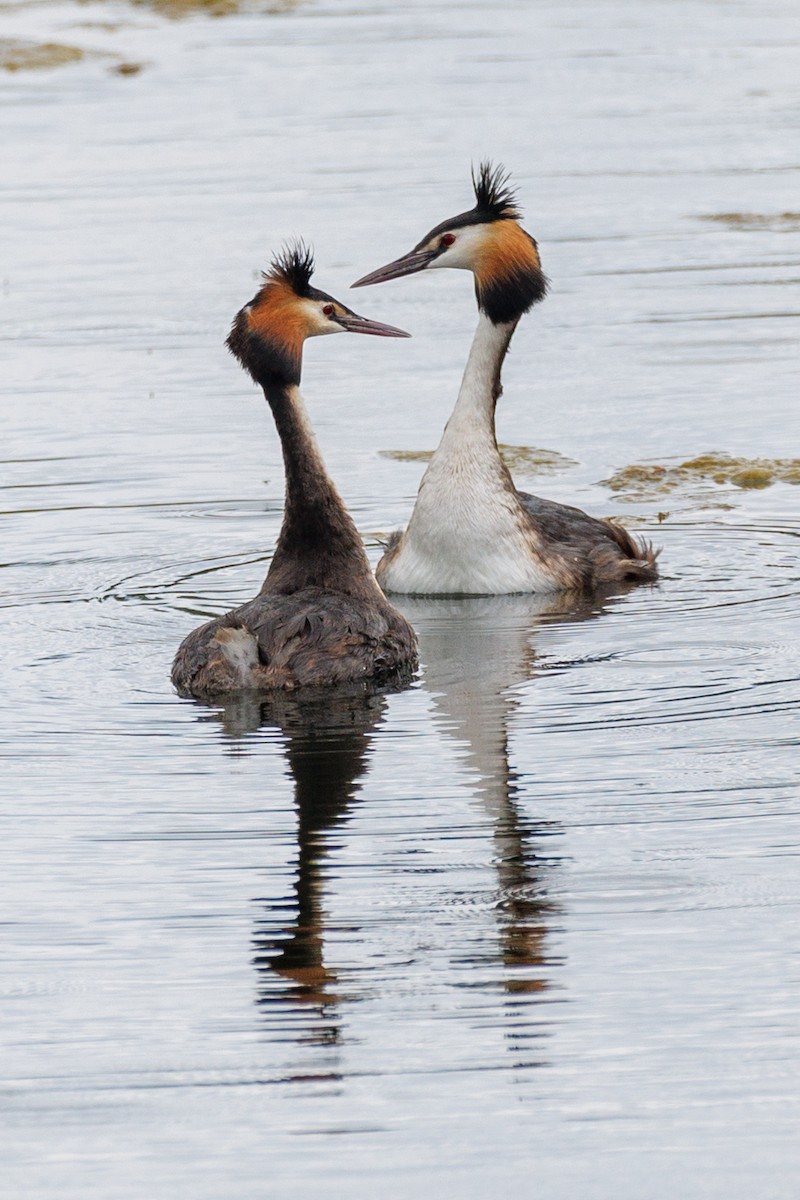 Great Crested Grebe - ML619476380